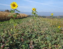 Aaralauf Oktober