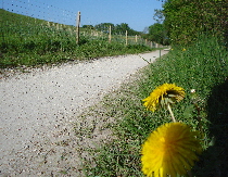 Aarelauf um die Aare Solothurn