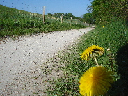 Aarelauf Aare Solothurn