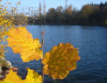 Aarelauf Solothurn November