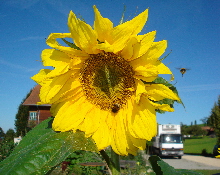 Sonnenblume