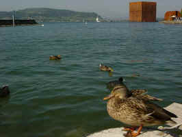 expo_murten_53_small